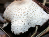 Leucocoprinus cepistipes image