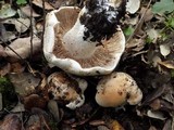 Hebeloma crustuliniforme image