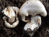 Hebeloma bulbiferum image