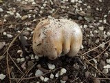 Hebeloma bulbiferum image