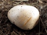Hebeloma bulbiferum image