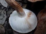 Tricholoma stans image