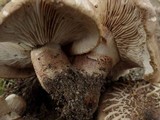 Tricholoma pessundatum image