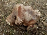 Tricholoma pessundatum image