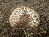 Tricholoma pessundatum image