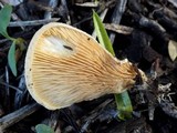 Tapinella panuoides image