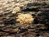 Arcyria obvelata image