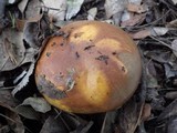 Suillus mediterraneensis image