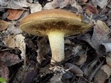 Suillus mediterraneensis image