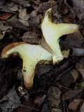 Suillus mediterraneensis image