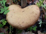 Boletus chrysenteron image