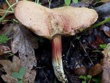 Boletus chrysenteron image