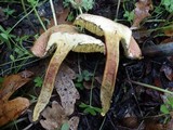 Boletus chrysenteron image