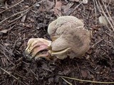 Boletus pruinatus image