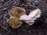 Boletus pruinatus image