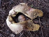 Boletus pruinatus image