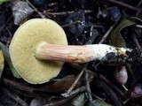 Boletus pruinatus image