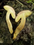 Boletus pruinatus image