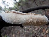 Byssomerulius corium image