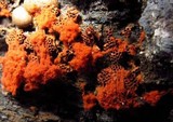Metatrichia vesparium image