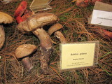 Retiboletus griseus image