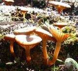 Lichenomphalia umbellifera image