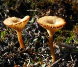 Lichenomphalia umbellifera image