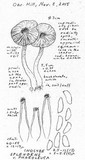 Inocybe phaeoleuca image