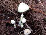 Leucocoprinus straminellus image