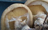 Suillus cothurnatus image