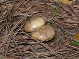 Suillus cothurnatus image