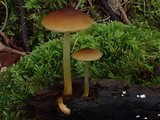 Pluteus romellii image