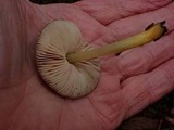 Pluteus romellii image