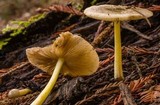 Bolbitius reticulatus image