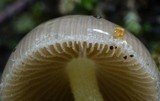 Bolbitius reticulatus image