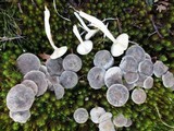 Cantharellula umbonata image
