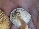 Cantharellula umbonata image