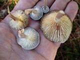 Cantharellula umbonata image