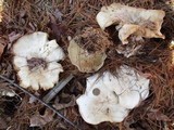 Clitocybe robusta image