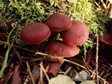 Tubaria punicea image
