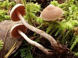 Cortinarius casimiri image