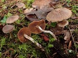 Cortinarius evernius image