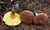 Boletus ferrugineus image