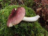 Russula murrillii image