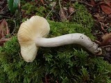 Russula murrillii image