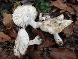 Tricholoma subresplendens image