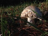 Amanita muscaria f. guessowii image