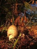 Amanita muscaria f. guessowii image