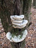 Oxyporus populinus image