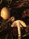 Amanita muscaria f. guessowii image